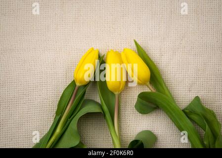 Tulips on a sackcloth background for mothers day, wedding invitation, greetings card and invitation cards, flowers background Stock Photo
