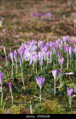 Crocus tommasinianus. Stock Photo