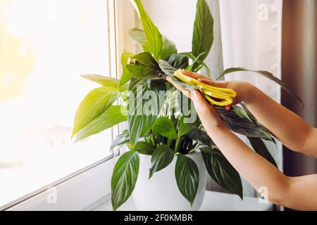 Person wiping house dust from houseplants leaves in springtime with soft cloth. Spring houseplant care concept. Spathiphyllum are commonly known.