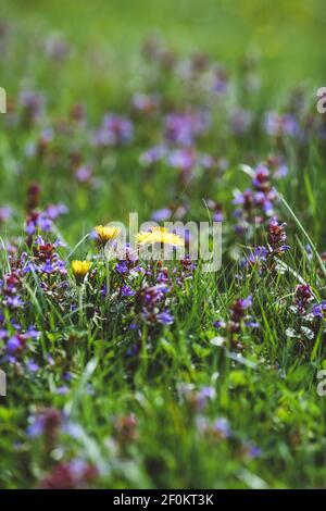 Forest Glade with green grass and yellow dandelion flowers and white daisies on a spring day Stock Photo