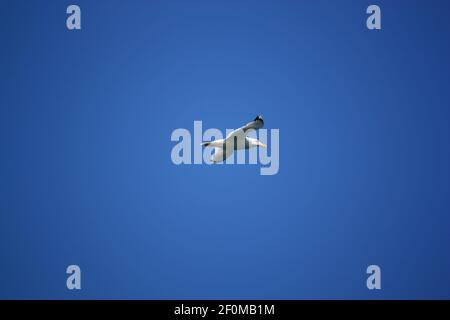 seagull flying in a sky as a background. High quality photo Stock Photo