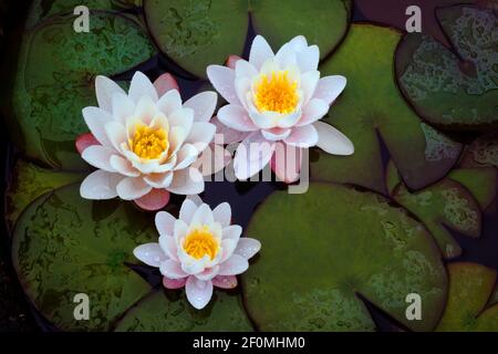 Nymphaea Marliacea Rosea, Water lily, pale pink flowers. Suitable for shallower ponds. This one is growing in a half barrel used as small garden pond. Stock Photo