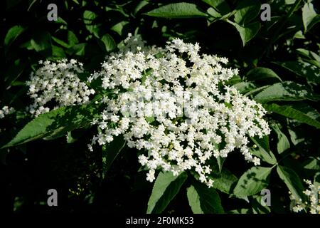 Elderflowers on Elderberry Tree (Sambucus nigra) Stock Photo