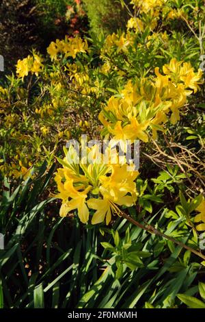 Scented yellow flowers of Rhododendron luteum (yellow azalea). Stock Photo