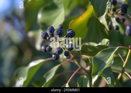 Fruits of common ivy (hedera helix), evergreen climber for natural gardens and parks, copy space, selected focus, narrow depth of field Stock Photo