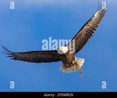 Adult Bald eagle in flight with nest bedding