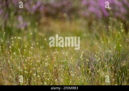 clear bog tundra landscape in summer with green vegetation and purple flowers on the ground Stock Photo