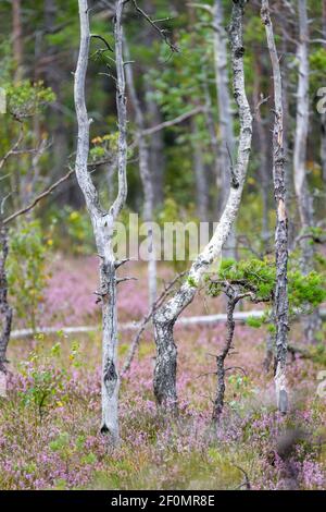 clear bog tundra landscape in summer with green vegetation and purple flowers on the ground Stock Photo