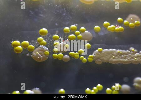 Macro view of bacteria and baker yeast colonies Stock Photo