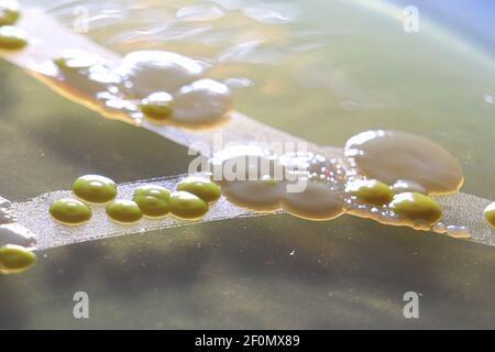 Macro view of bacteria and baker yeast colonies Stock Photo