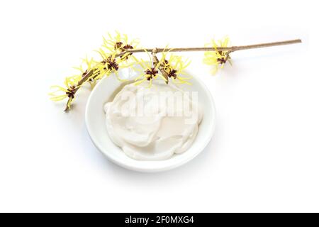 Yellow blooming witch hazel (Hamamelis) and a bowl with natural ointment, medical plant for skin care, cosmetics and alternative medicine, isolated wi Stock Photo