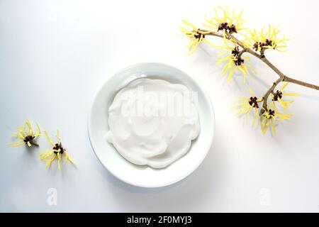 Bowl with natural cosmetics creme and yellow blooming witch hazel (Hamamelis), medical plant for skin care and alternative medicine, light gray backgr Stock Photo