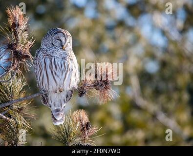 Barred owl sitting on an evergreen tree branch in a forest area. Stock Photo