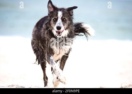 Beautiful border collie dog running along the ocean shore. Stock Photo