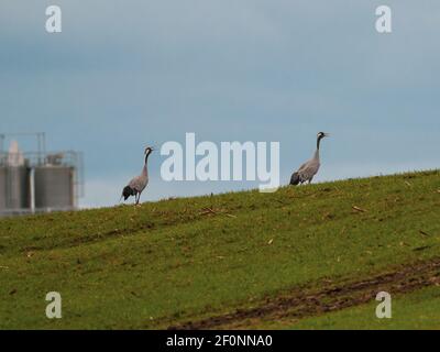 two cranes stand on a hill in a field and call Stock Photo