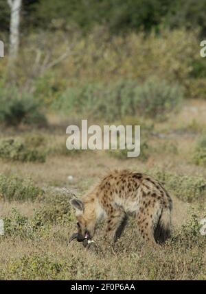 Spotted Hyena or Crocuta crocuta in Etosha National Park and Game Preserve in Namibia Africa shot while on safari on African holiday family adventure Stock Photo