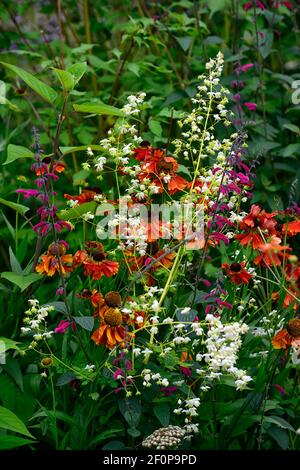 Thalictrum delavayi Splendide White,Salvia curviflora,helenium sahin's early flowerer,white orange pink flowers,flower,flowering,perennials,mix,mixed, Stock Photo