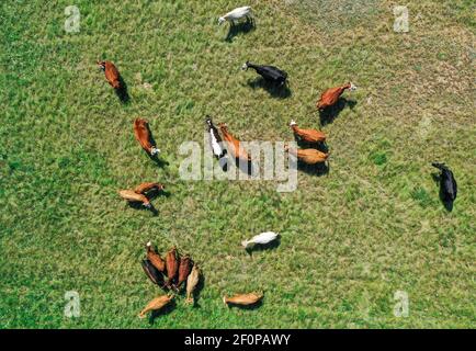 Aerial view of a large herd of cattle grazing in a dry field beside a ...