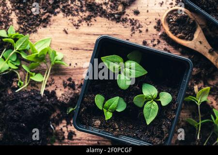 Seedlings of basil, Thai basil siam queen, in a pot, on a wooden table with soil, a wooden spoon and more seedlings. With dirty soil and a wooden spoo Stock Photo