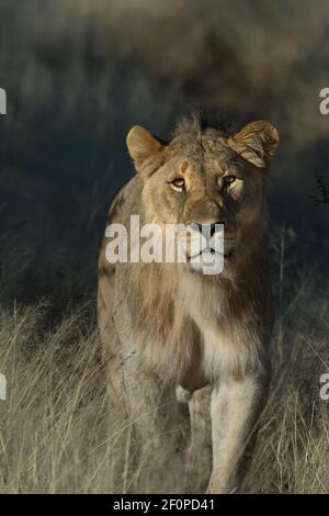 female lion or lioness Panthera Leo spotted on jeep safari on African adventure in  or Namibia Africa in Erindi national game preserve park holiday Stock Photo