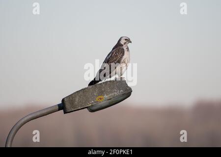 Common buzzard (Buteo buteo) on a lamppost. Stock Photo