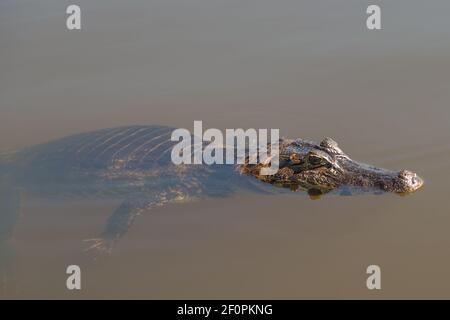 Close-up of a swimming Caiman in the Rio Claro in the Pantanal in Mazo Grosso, Brazil Stock Photo