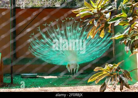 Indian blue peafowl at Mysore Zoo, Mysuru, Karnataka, India Stock Photo