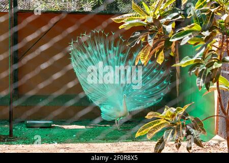 Indian blue peafowl at Mysore Zoo, Mysuru, Karnataka, India Stock Photo