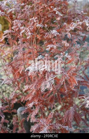 Taxodium distichum. Bald cypress tree in Autumn. Stock Photo