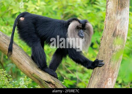 Lion-tailed macaque (Macaca silenus), Wanderu, adult, up tree, alert, captive, endangered species, India Stock Photo
