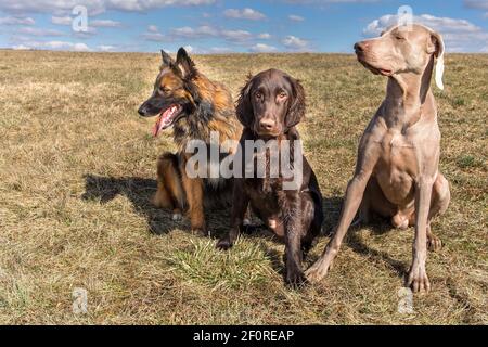 Dogs sitting on a spring meadow. Sunny day for a walk with dogs. Hunting dogs. Brown flat coated retriever puppy and Weimaraner Stock Photo