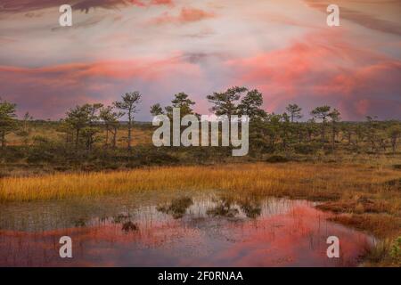 Amazinbg sunset sky over traditional bog landscape in Estonia. Hupassaare nature trail. Stock Photo