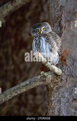 Pygmy Owl (Glaucicium passerinum), sitting on the branch of a tree, Pillberg, Tyrol, Austria Stock Photo
