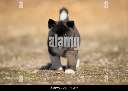 American Akita puppy (Canis lupus familiaris), running, Rhineland-Palatinate, Germany Stock Photo