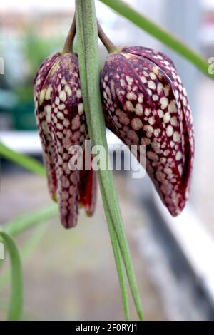 Fritillaria meleagris Snake’s head fritillary – chequered purple and white bell-shaped pendent flower,  March, England, UK Stock Photo