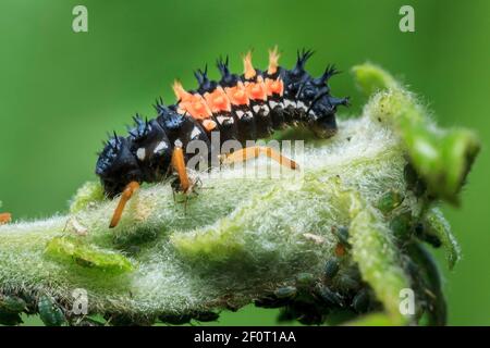Harlequin Ladybird (Harmonia axyridis) introduced species, larva, Germany Stock Photo