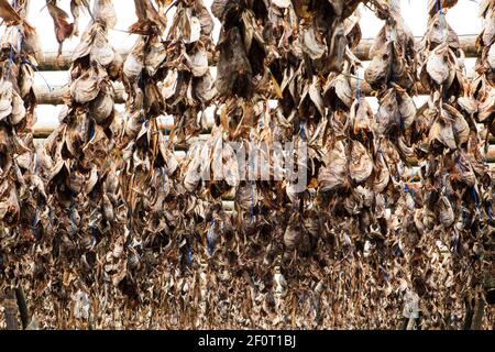 Wooden rack with fish heads, dried fish, fish hanging to dry on