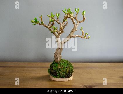 Kokedama (moss ball) of a succulent plant called Crassula ovata gollum or hobbit Stock Photo