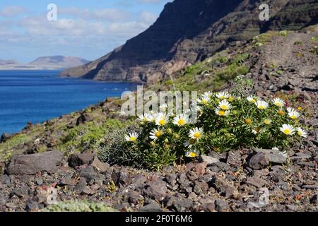 Asteriscus schultzii, cliffs of Famara, Riscos de Famara, view to island La Graciosa, Famara massif, Lanzarote, Canary Islands, Spain Stock Photo