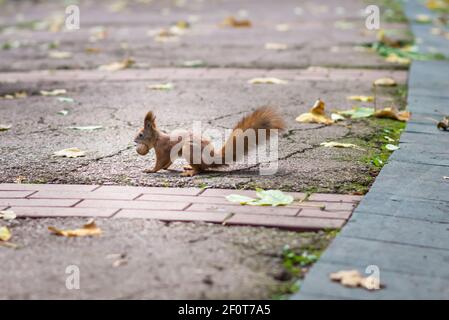 Red squirrel holding a nut Stock Photo