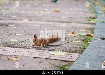 Red squirrel holding a nut Stock Photo