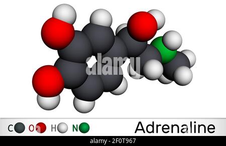 Adrenaline, epinephrine molecule.  It is hormone, neurotransmitter, medication. Used as drug due to its various important functions. Molecular model. Stock Photo
