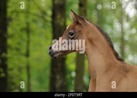 Arabian thoroughbred, foal, bay Stock Photo