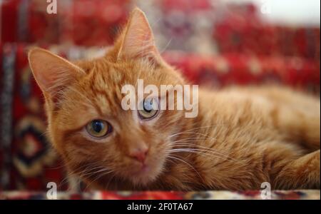 Portrait of a ginger cat on the floor on a colourful persia carpet Stock Photo