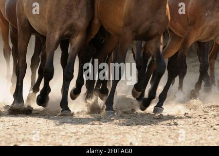 Arabian thoroughbred, horse legs, galloping herd in the sand Stock Photo