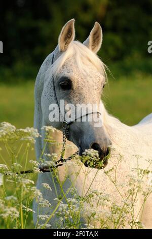 Arabian thoroughbred, stallion, grey Stock Photo