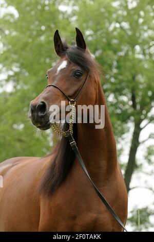 Arabian thoroughbred, bay mare with show halter Stock Photo