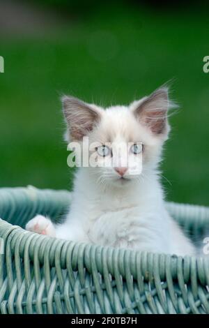 Ragdoll cat, kitten in wicker basket Stock Photo