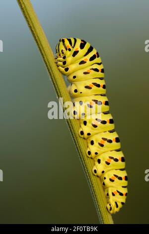 Swallowtail (Papilio machaon), caterpillar Stock Photo