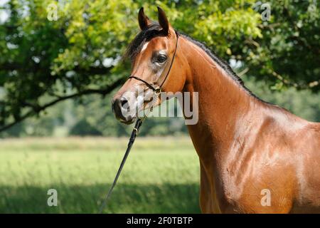 Arabian thoroughbred, bay mare with show halter Stock Photo
